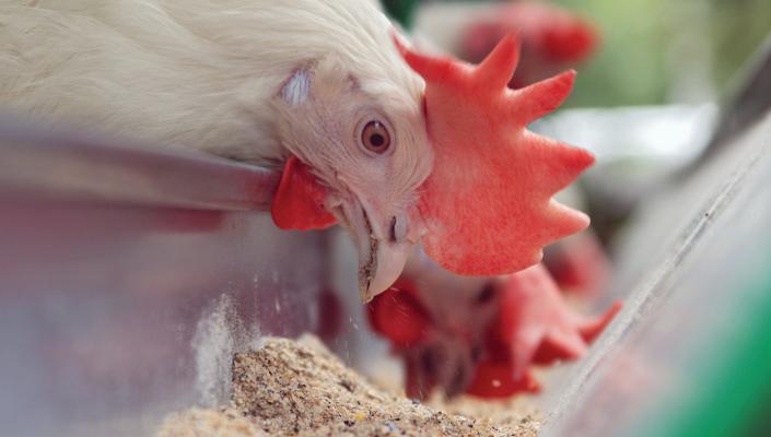 close-up photo of a chicken eating from a pile of feed