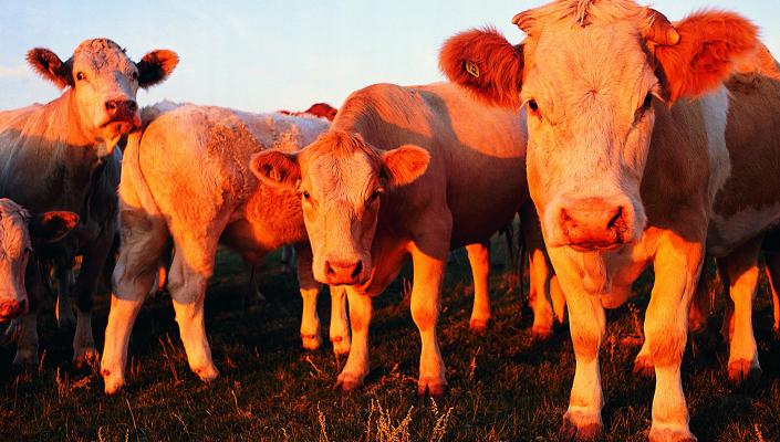 4 cows look directly at the camera