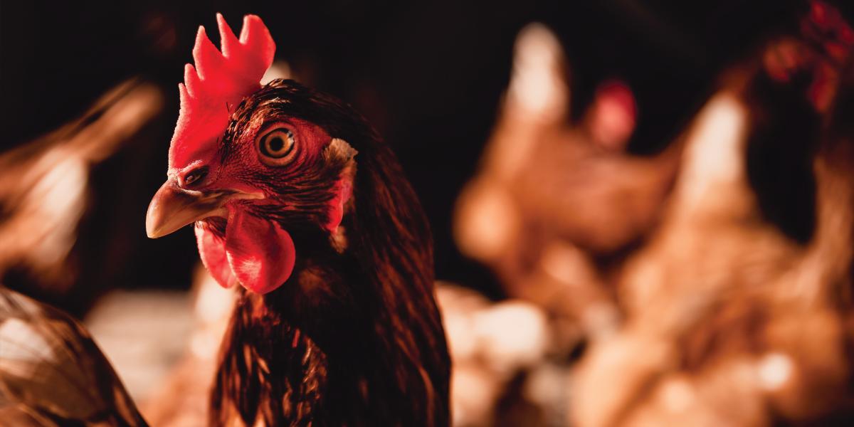 Portrait picture of chicken inside a chicken house. 