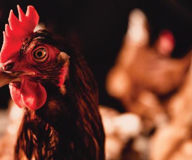 Portrait picture of chicken inside a chicken house. 