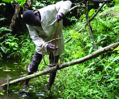 a hunter sets a snare to trap animals climbing a fallen tree branch