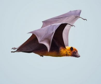 Image of a bat flying