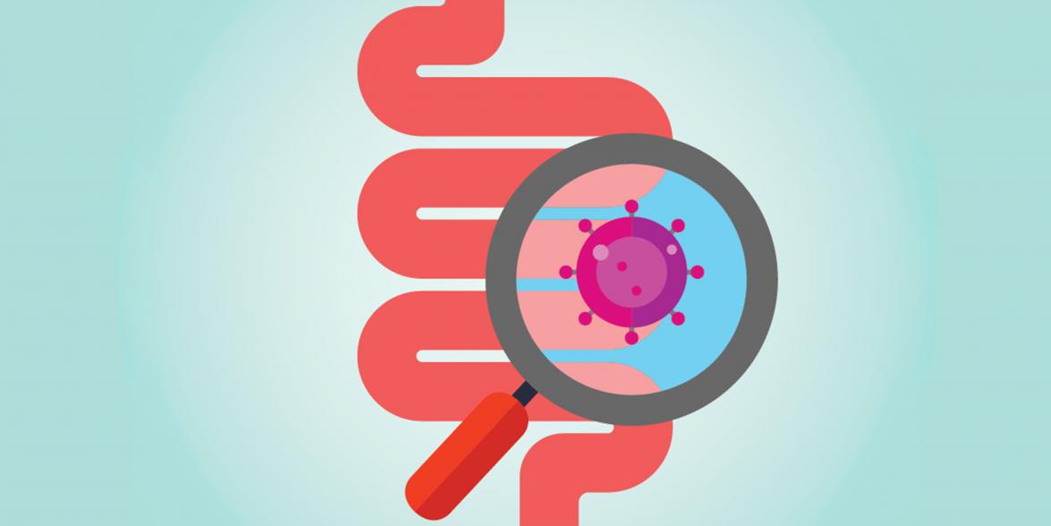 intestine graphic