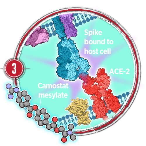 ACE-2 inhibitors