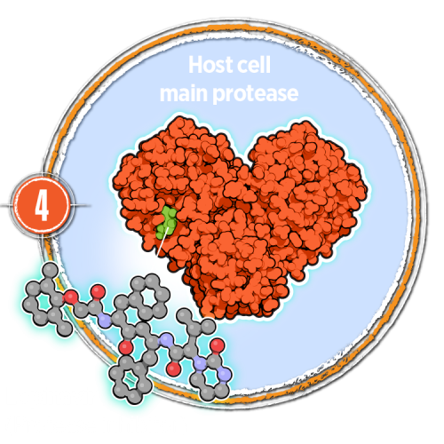 Inhibit protease activity